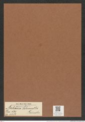 Auliscus schmidtii Gründler (de-Toni-Nr.: Genus 171, Species 4382) Zeichnungen Sammlung Grunow Mappe 04332 (Herbarium_W_Grunow_drawings_Folder_04332)